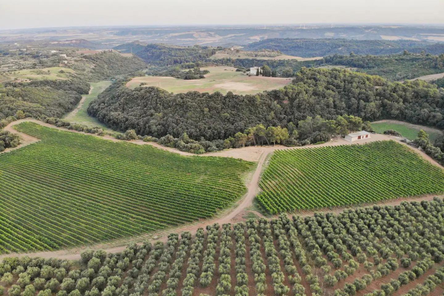 La Volpe E L'Uva Dimore Montescaglioso Exteriör bild